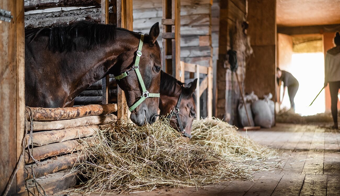 Stable with horses